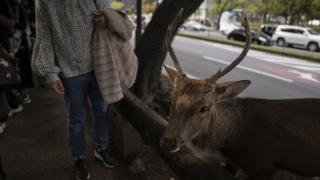 Japonya’nın kültürel simgesi: Nara Parkı ve Sika Geyikleri