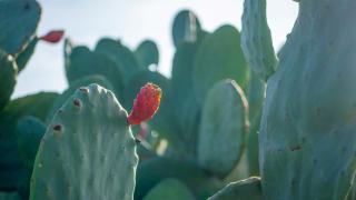 Antalya'da toplanmamış kaktüs meyveleri güzel görüntüler oluşturuyor