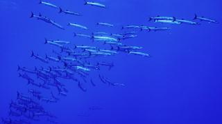 Kızıldeniz'in zengin balık çeşitliliği