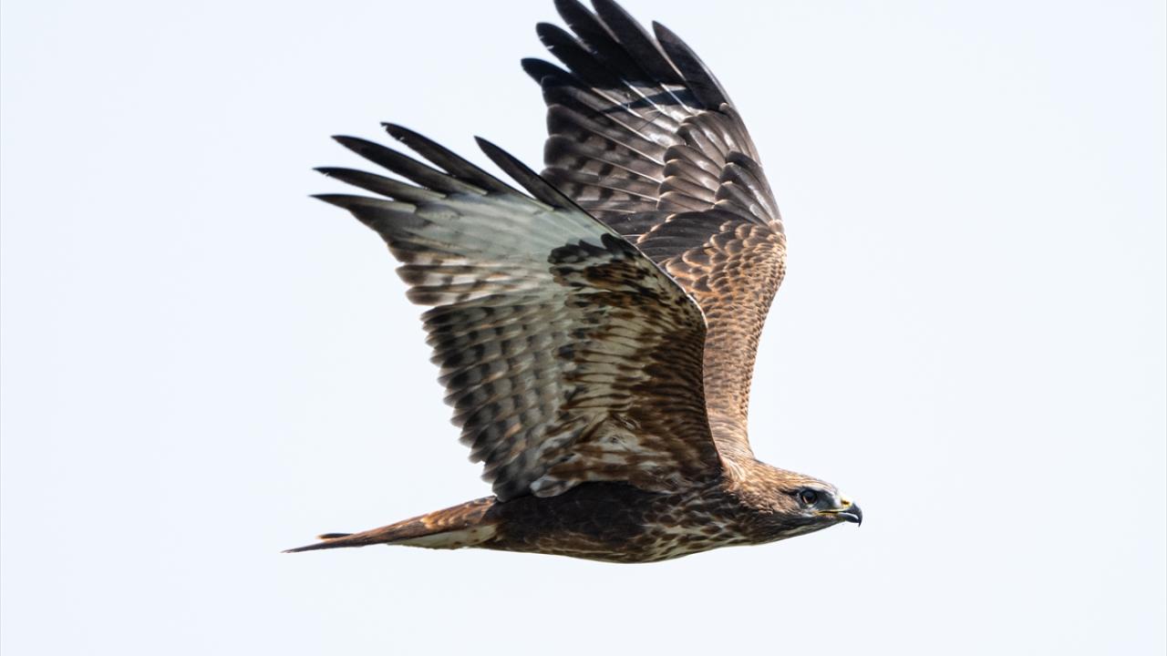 Macahel Yaylası göçmen kuşlara ev sahipliği yapıyor