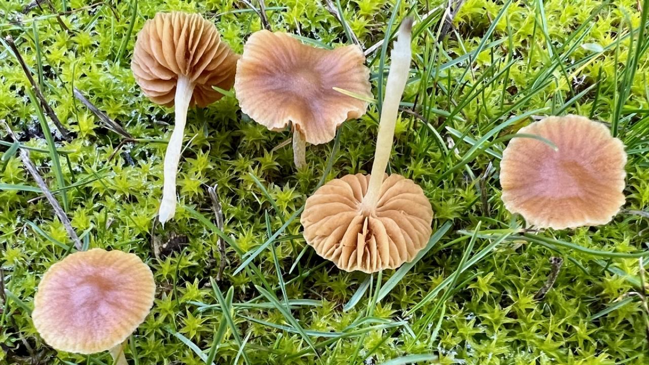 Nallıhan'da tespit edilen 120 tür mantar yapay zekayla sınıflandırılıyor