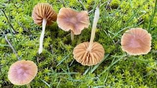 Nallıhan'da tespit edilen 120 tür mantar yapay zekayla sınıflandırılıyor