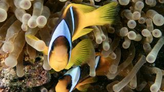 Su altının sevimli canlıları: Palyaço balıkları