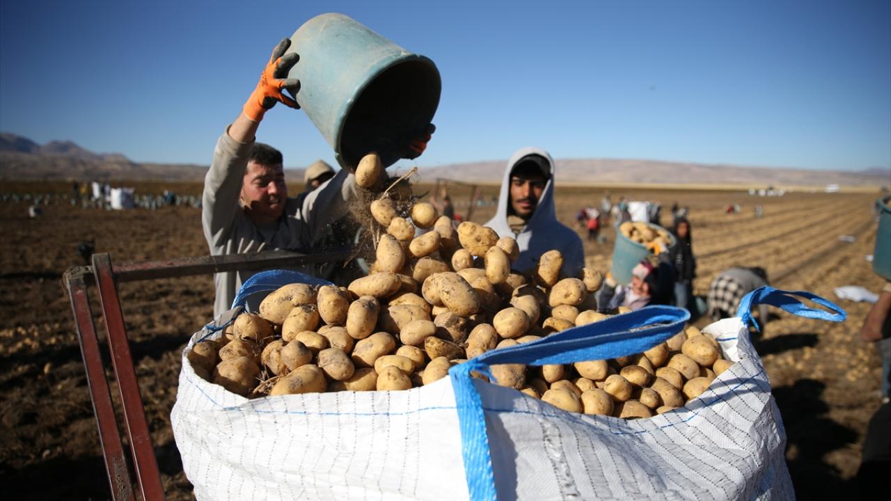 Doğu'nun "patates havzası" Bitlis'te hummalı hasat mesaisi
