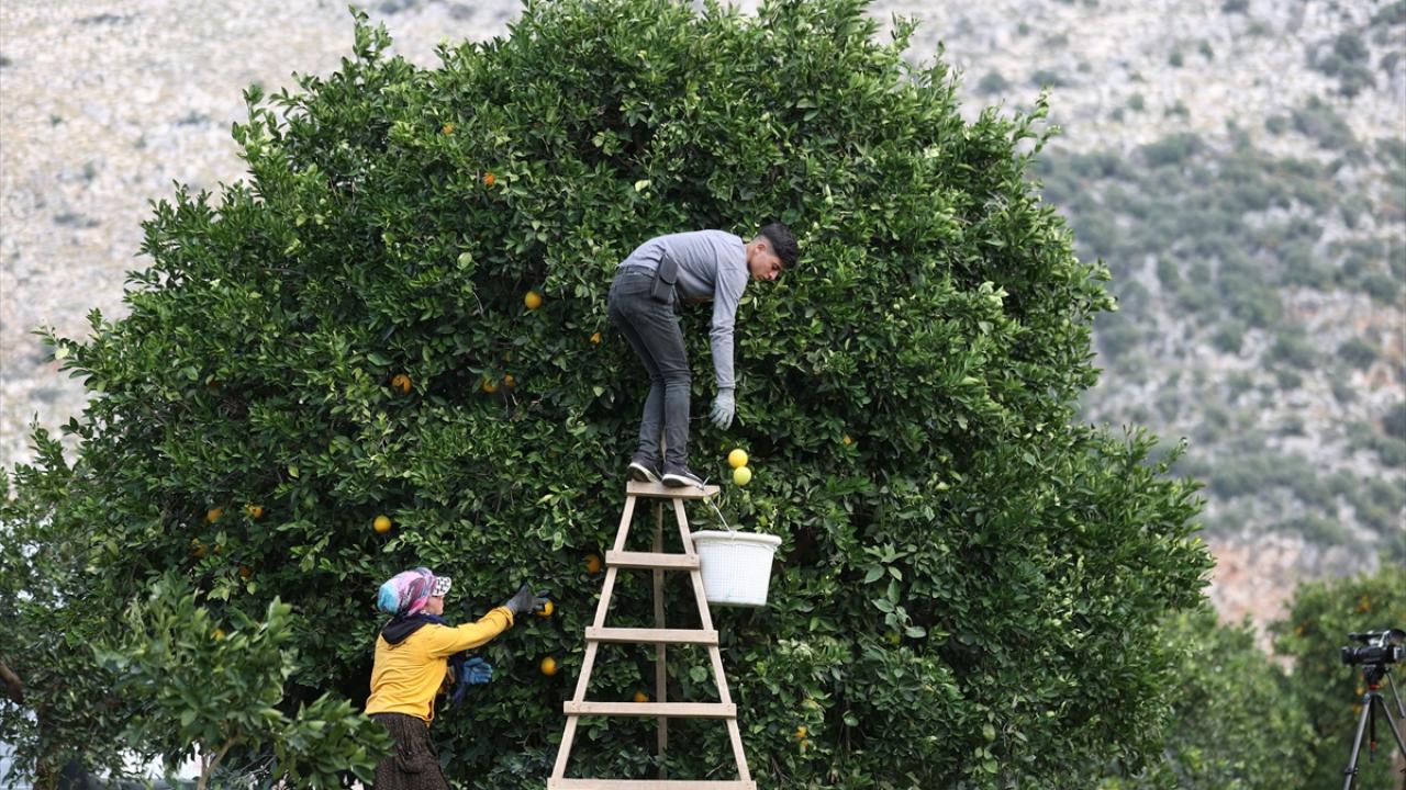 Coğrafi işaret tescilli Finike portakalına talep yoğun