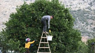 Coğrafi işaret tescilli Finike portakalına talep yoğun