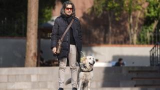 Rehber köpekler 2 yıllık eğitimle görme engellilerin yol arkadaşı oluyor