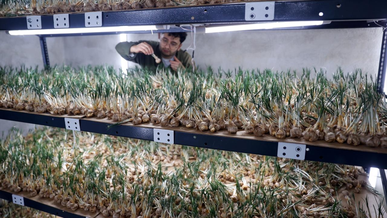 Deneme amaçlı kurduğu tesiste topraksız safran üretimi yapıyor