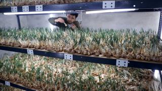 Deneme amaçlı kurduğu tesiste topraksız safran üretimi yapıyor