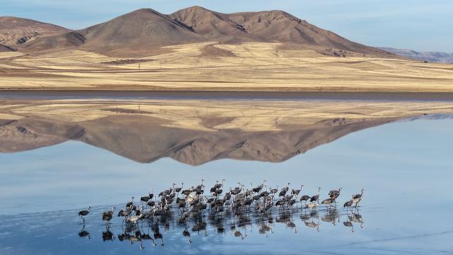 Su seviyesi yükselen Tuzla Palas Gölü'nde kuş popülasyonu arttı