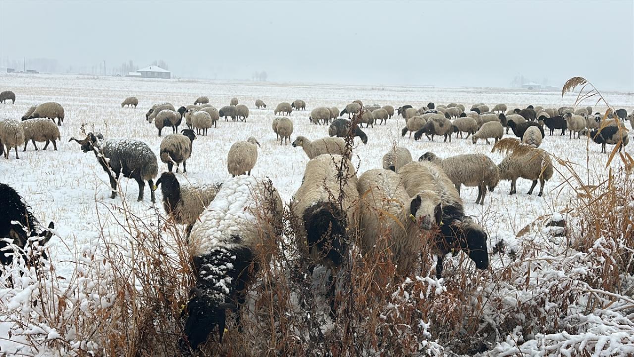 Van'da merada koyun otlatan çobanlar kara yakalandı