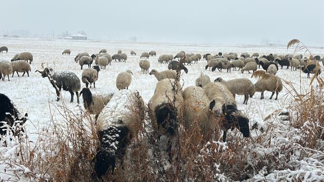 Van'da merada koyun otlatan çobanlar kara yakalandı