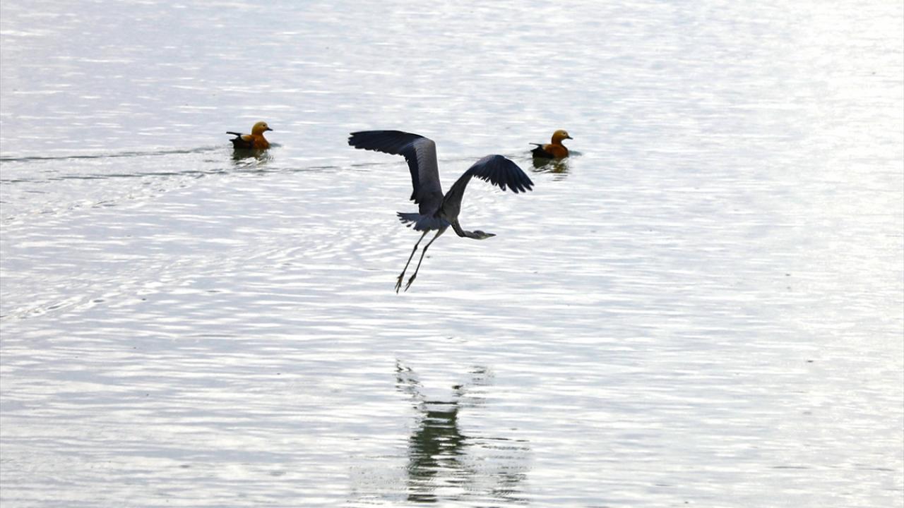 Göl çevresindeki göçmen kuş varlığının korunması önemli