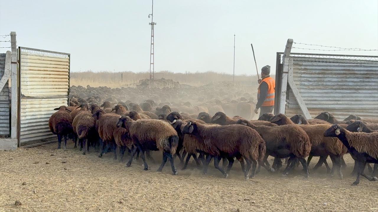 "Bölgedeki üreticilere damızlık olarak dağıtıyoruz"