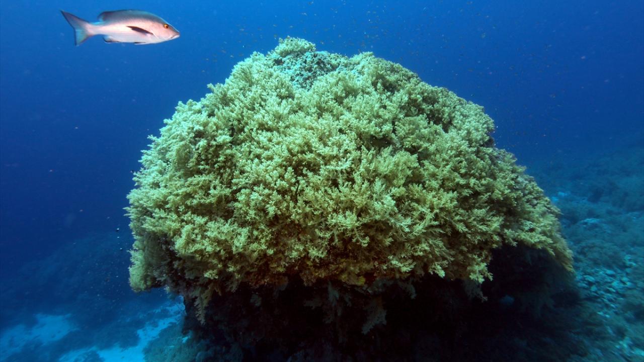 Su altında açan renkli bahçeler: Kızıldeniz Mercanları