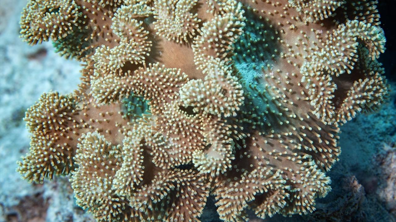 Su altında açan renkli bahçeler: Kızıldeniz Mercanları