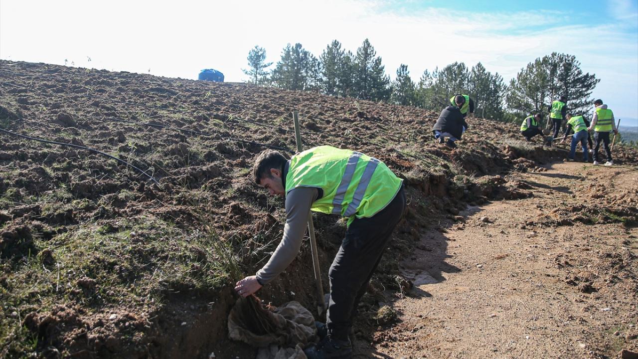 Bursa`da bal ormanı sayısı 22 oldu
