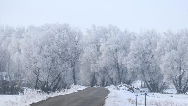 Ağrı'da soğuk havanın etkisiyle ağaçlar kırağı tuttu