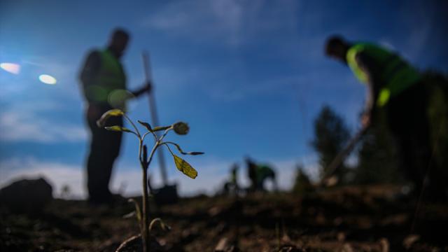 Uludağ eteklerinde oluşturulan bal ormanı arıcıları bekliyor
