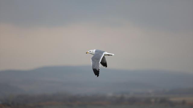 Cip Baraj Gölü farklı türde binlerce göçmen kuşu ağırlıyor