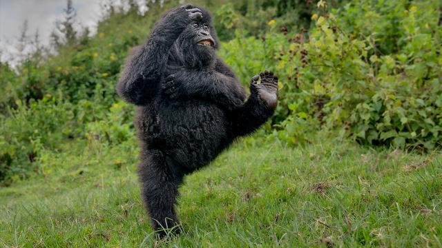 Vahşi yaşam komedi fotoğrafı kazananları belli oldu