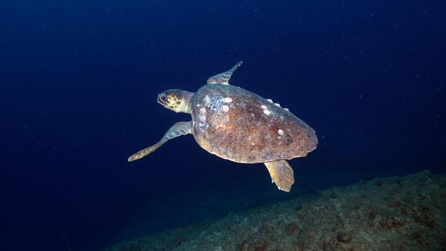 Doğu Akdeniz'in derinliklerine inen dalgıçlar canlıların renkli dünyasını görüntüledi