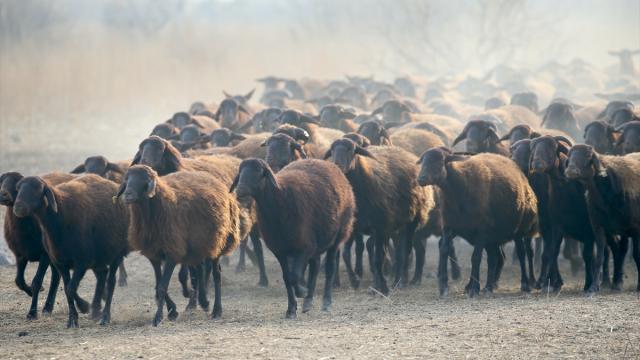 Ağrı Dağı çevresindeki otlaklarda morkaraman ırkı damızlık koyun yetiştiriliyor