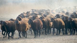 Ağrı Dağı çevresindeki otlaklarda morkaraman ırkı damızlık koyun yetiştiriliyor