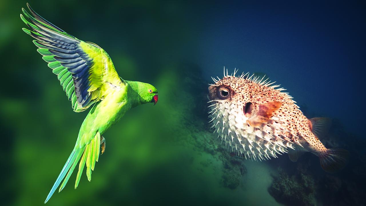 Türkiye’de 177 istilacı tür var