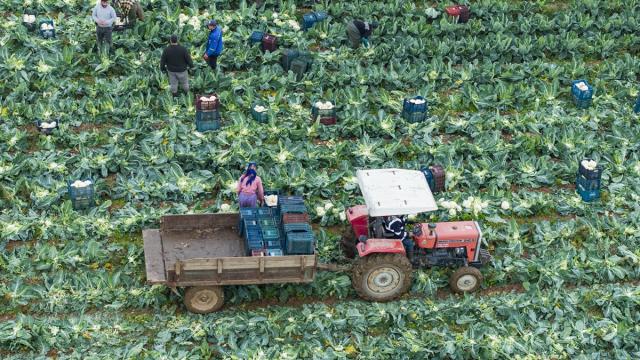 İzmir'in kışlık sebze tarlalarında hasat telaşı yaşanıyor