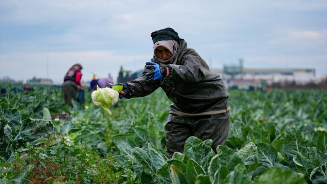İzmir'in kışlık sebze tarlalarında hasat telaşı yaşanıyor