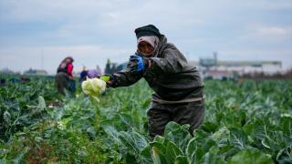 İzmir'in kışlık sebze tarlalarında hasat telaşı yaşanıyor