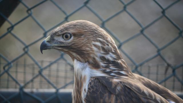 Kars'taki merkezde 10 yılda 4 bin 500 yaban hayvanı tedavi edildi