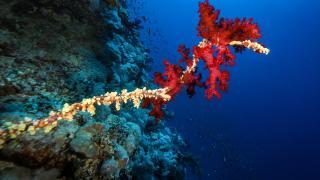 Su altında açan renkli bahçeler: Kızıldeniz Mercanları