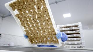 Osmanlı Dönemi usulüyle yapılan tescilli Malatya tarhanası ihracata hazırlanıyor