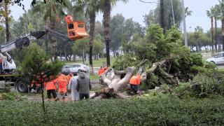 Mersin'de devrilen ağaç, seyir halindeki 3 araca zarar verdi