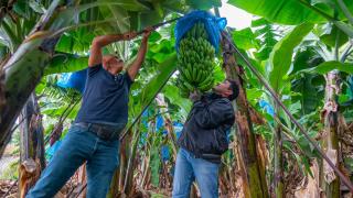 Gazipaşa'da muz hasadı