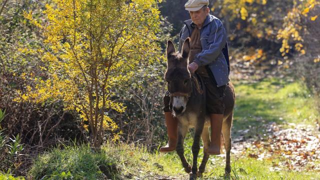 Görme engelli Raif dede yolunu 24 yıldır eşeği "Magare" sayesinde buluyor