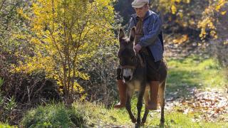 Görme engelli Raif dede yolunu 24 yıldır eşeği "Magare" sayesinde buluyor