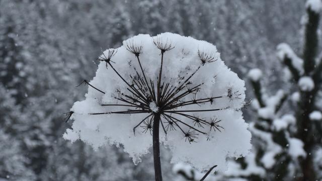 Zigana Dağı'nda kar etkili oldu