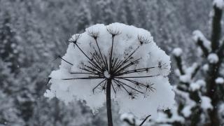 Zigana Dağı'nda kar etkili oldu
