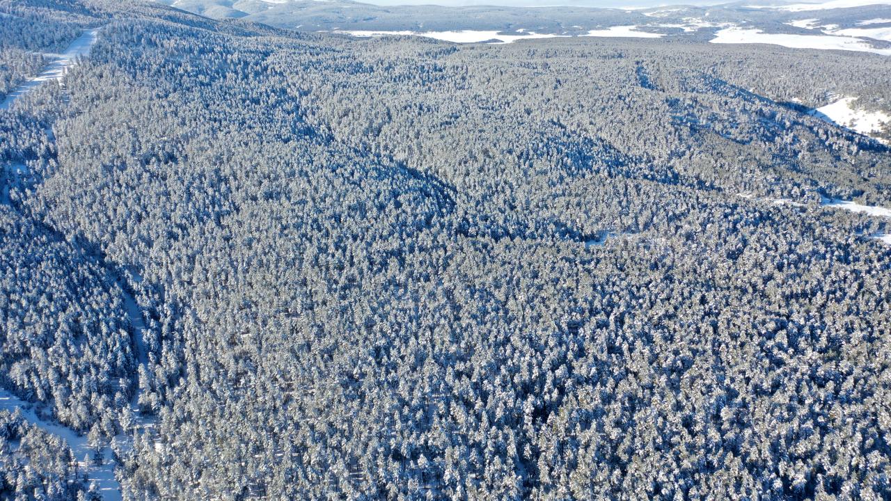 Sarıçam ormanlarında kartpostallık görüntüler