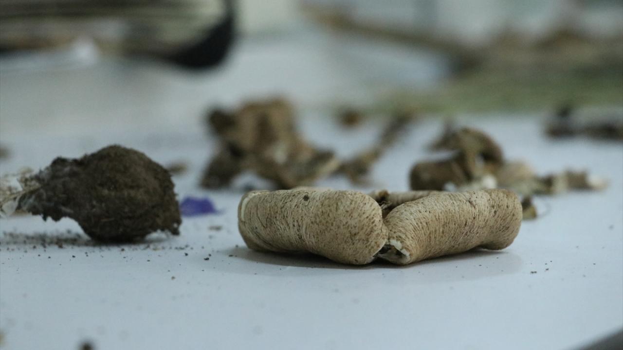 Ganos Dağı'na ait mantar çeşitlerinin envanteri çıkarılıyor