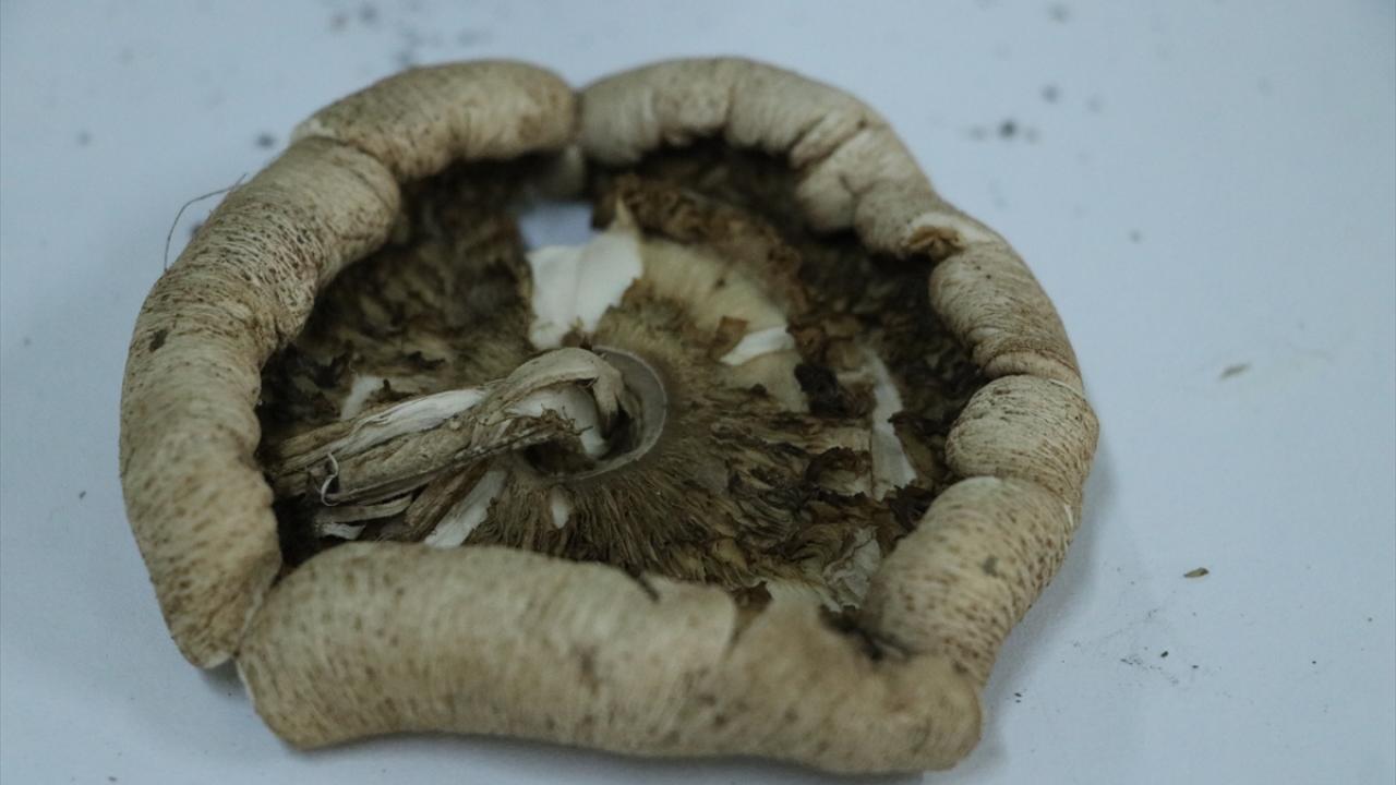 Ganos Dağı'na ait mantar çeşitlerinin envanteri çıkarılıyor