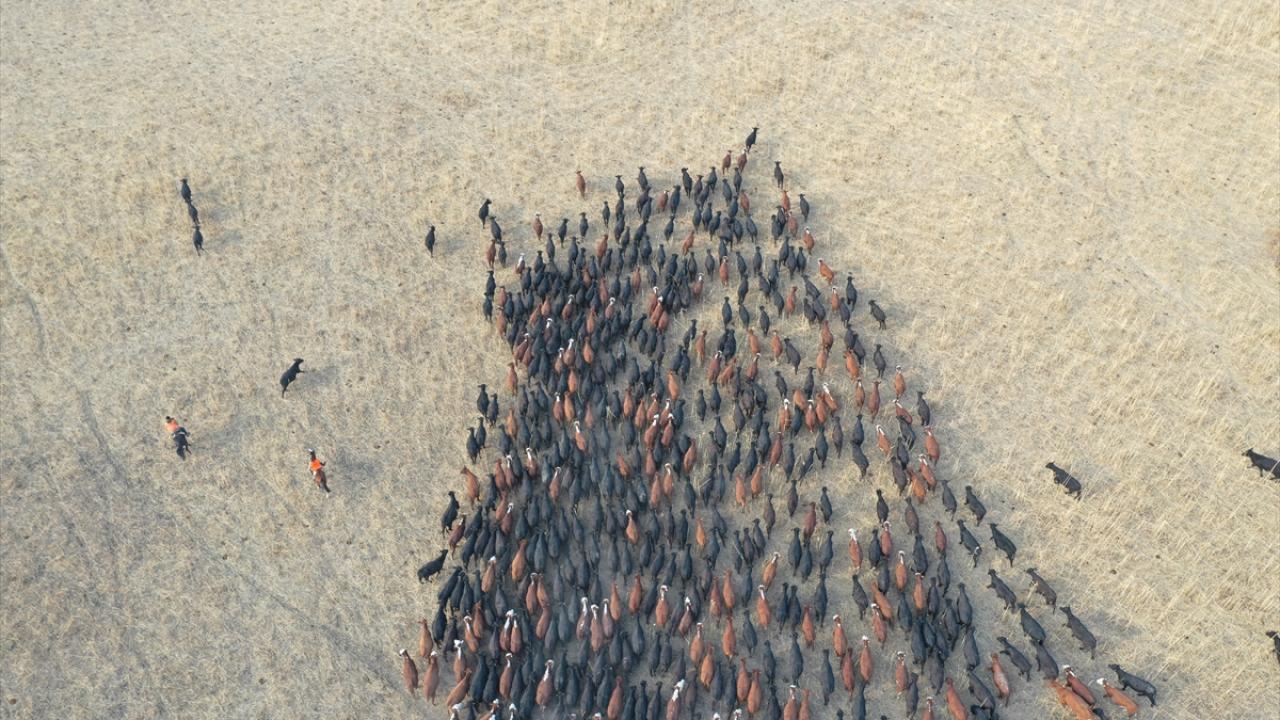 "Ağrı Dağı'nın kovboyları" eğittikleri yılkı atlarıyla sürüleri kontrol ediyor