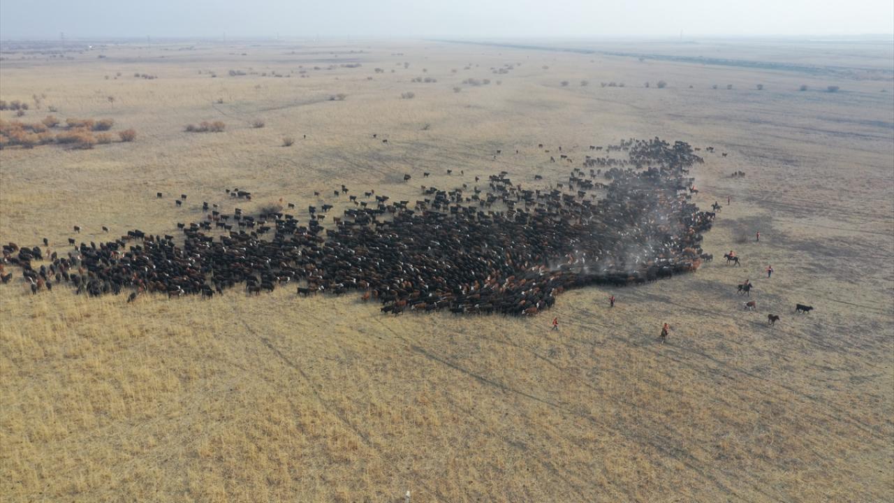 "Ağrı Dağı'nın kovboyları" eğittikleri yılkı atlarıyla sürüleri kontrol ediyor