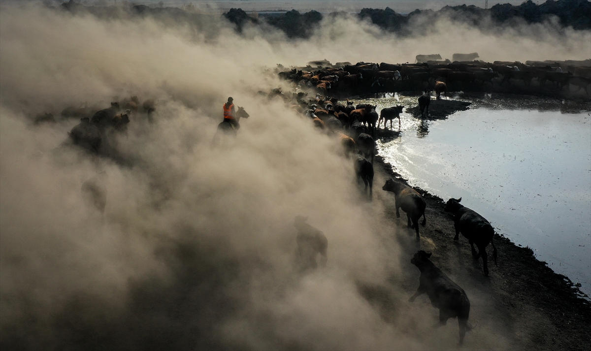 "Atlar bizim umudumuz"