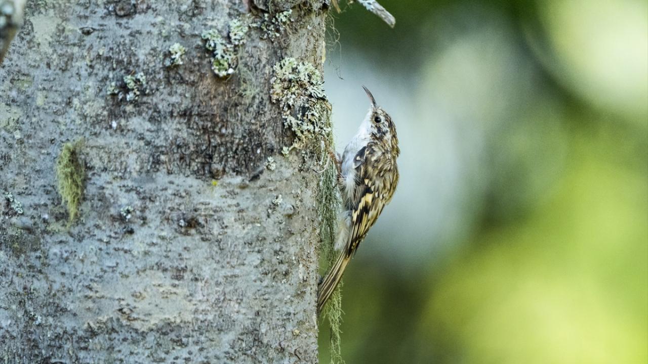 Bahçe tırmaşık kuşu