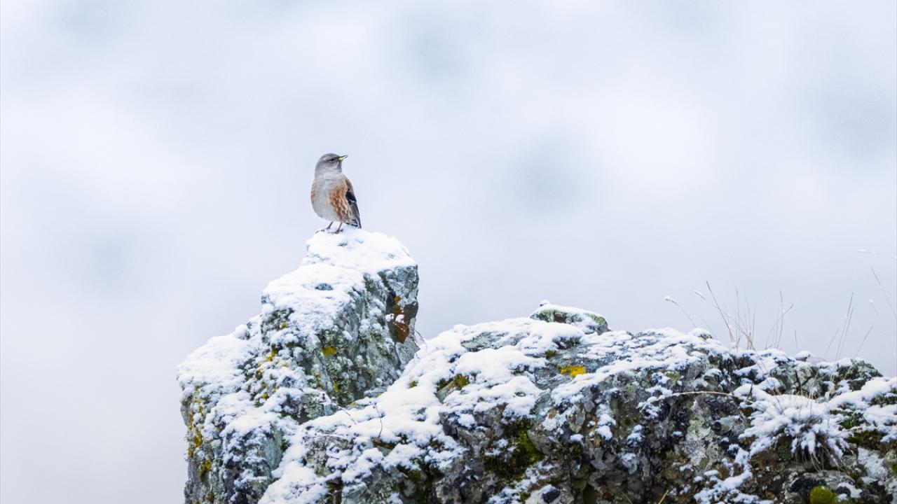 Büyük dağ bülbülü