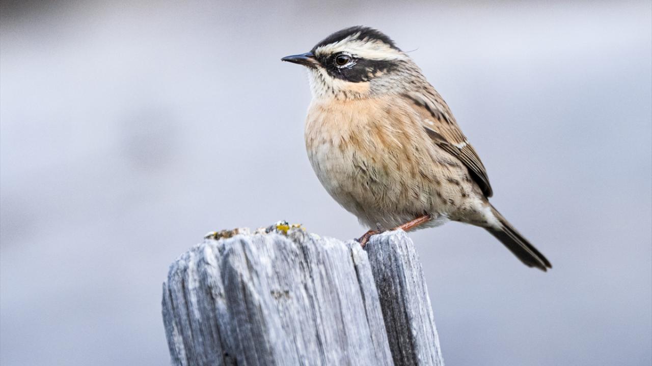 Sürmeli dağ bülbülü